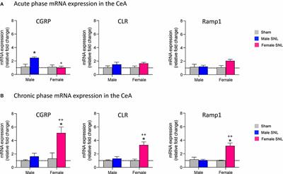 Sex Differences in CGRP Regulation and Function in the Amygdala in a Rat Model of Neuropathic Pain